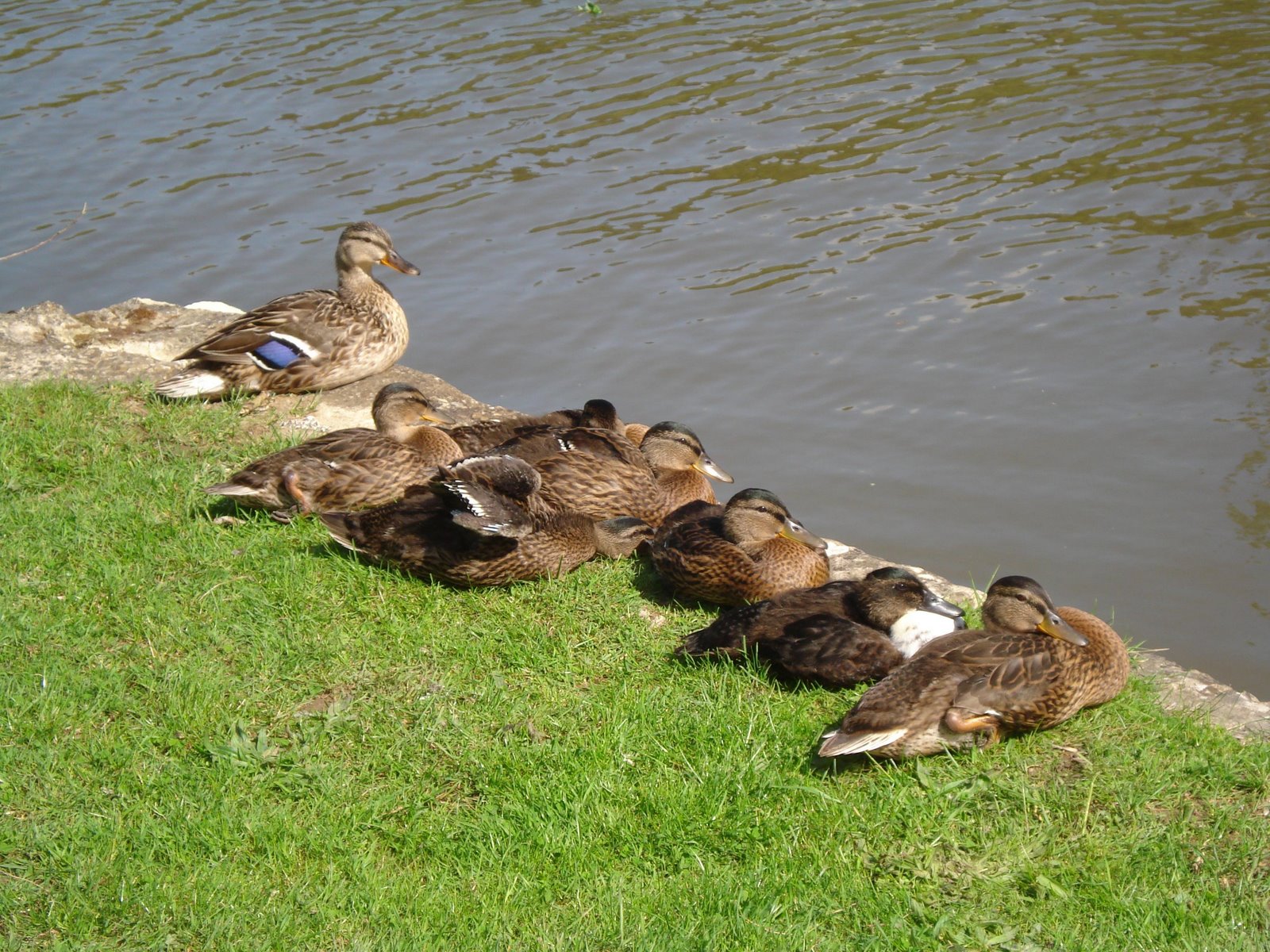 Ducks