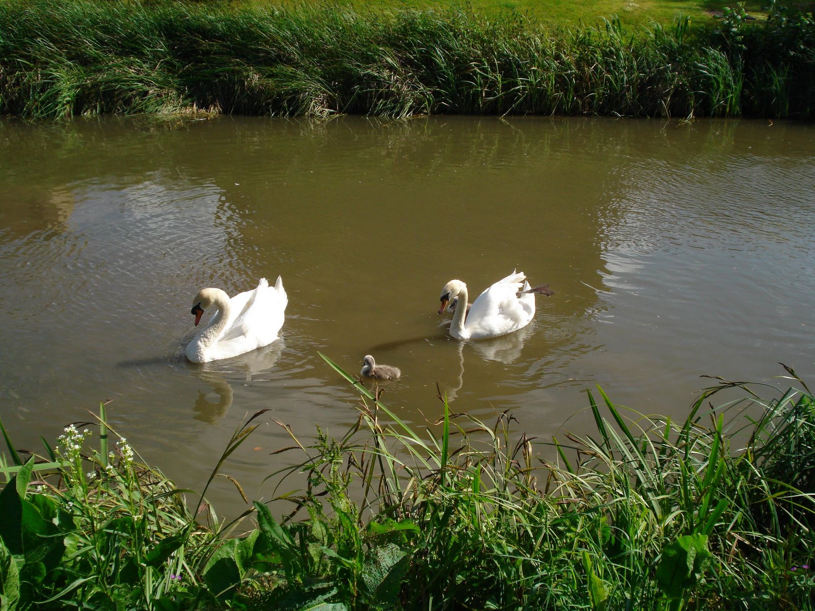 Swans