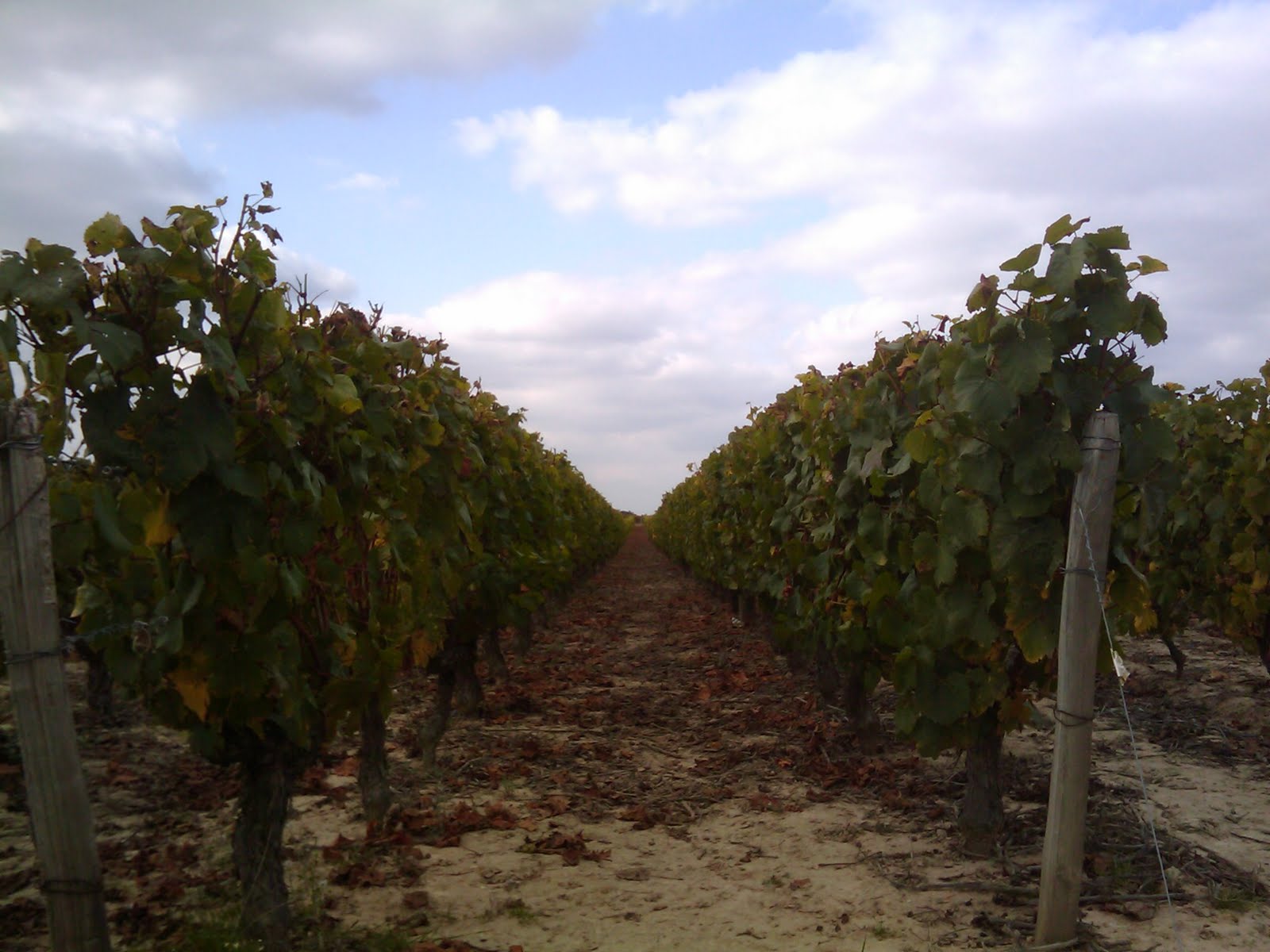 Vinyard