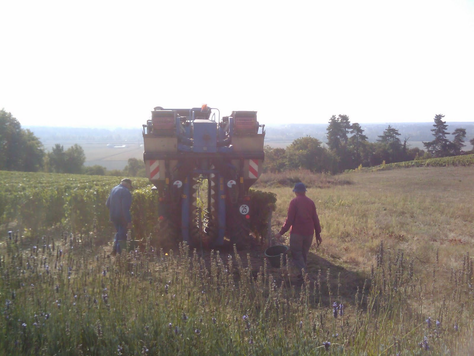 Grape Picking