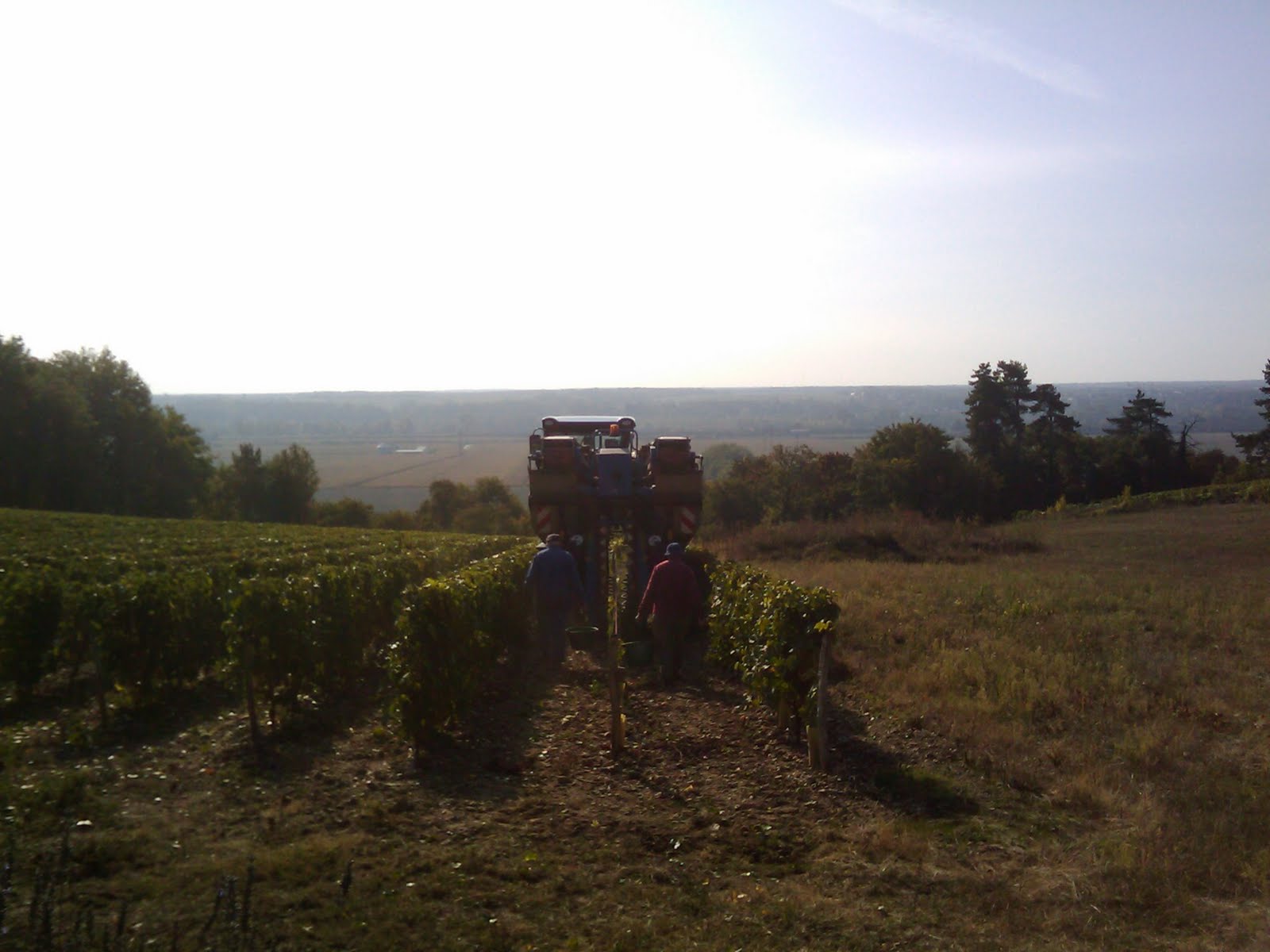 Mechanized Grape Picking