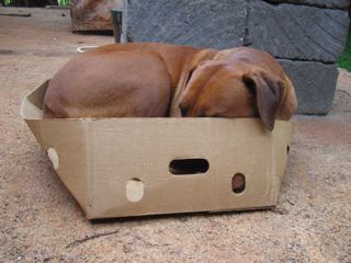 Dog