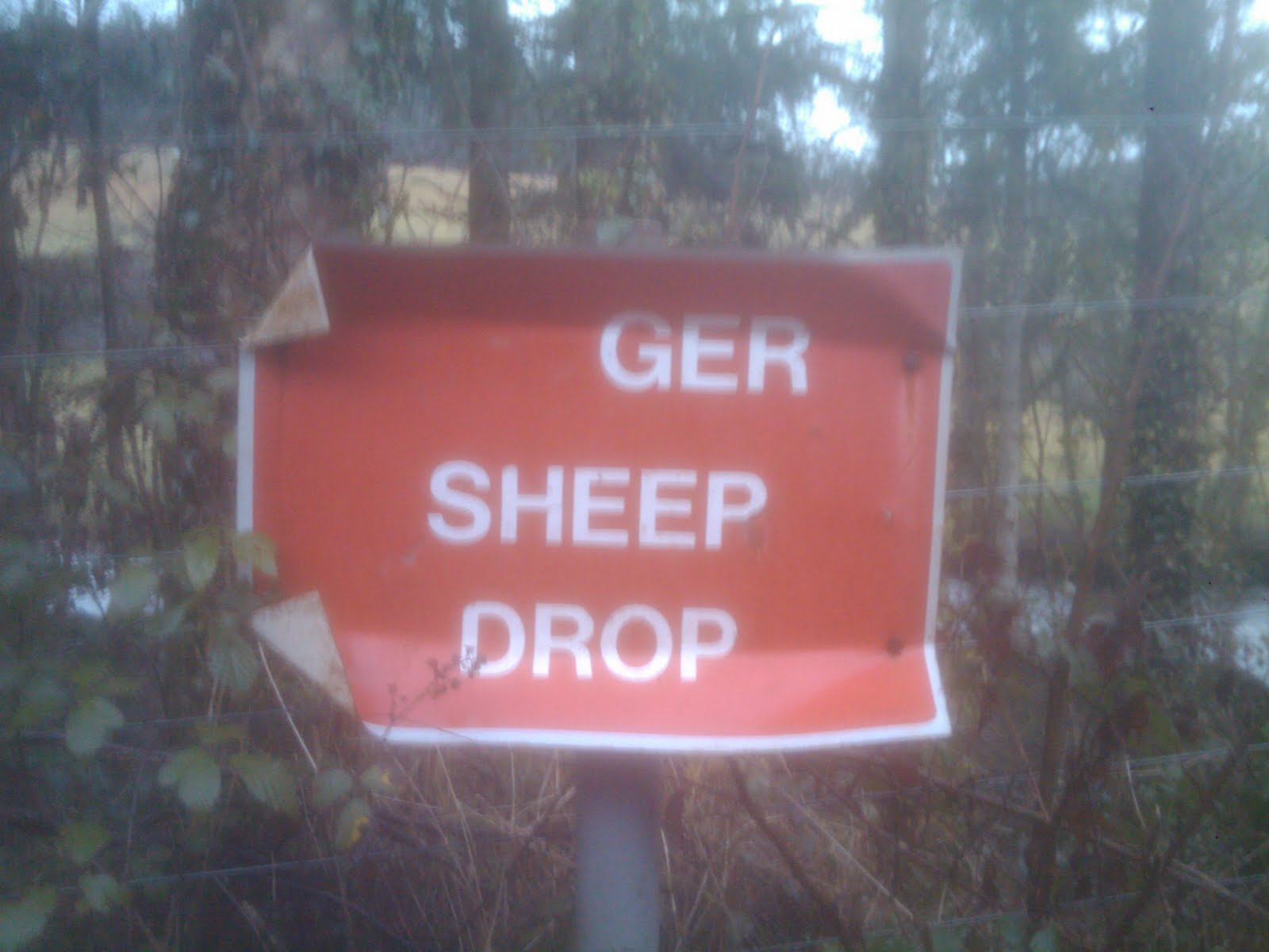 Sheep