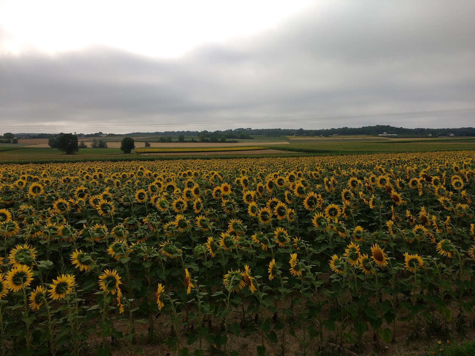 Sunflowers